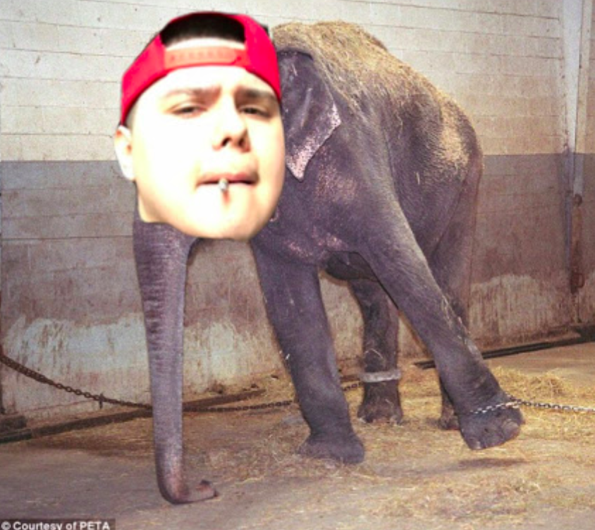 Chris head on elephant